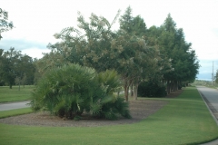 Shrubs